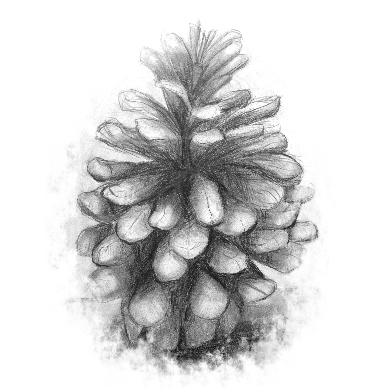 Pinecone - 2013